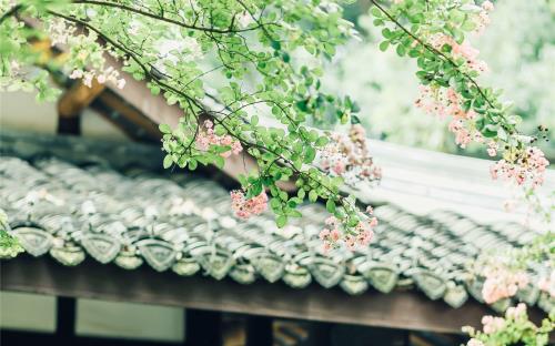 茶花女好词好句好段（茶花女的好词100个）