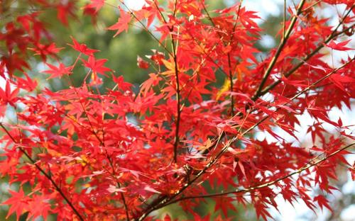 腊八节祝福语动图（腊八节微信祝福语网2022）