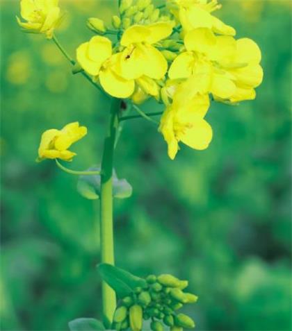 高一教师节祝福语[48条] (我都将以生命的翠绿向您祝福…)