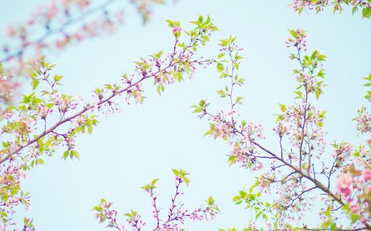 小花拟人句怎么写 花的拟人佳句有哪些