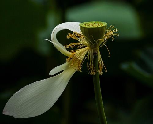 本年新春贺词 本年春节祝福语简短优美