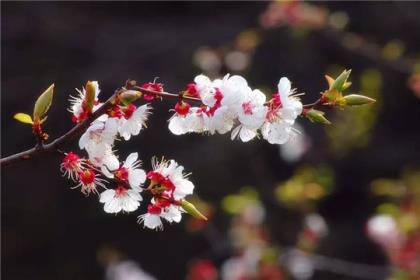 高考祝福语四字成语 祝福儿子高三高考冲刺祝福语[36条]